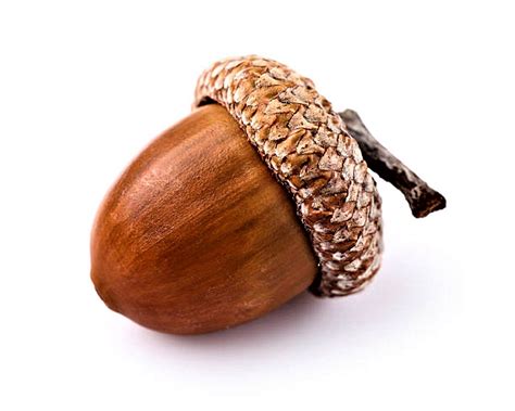 Translate 'Acorn' into Tagalog .